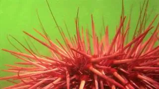 Sea Urchin Flipping + Sea Stars Creeping  (tube feet!)