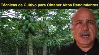 Como cultivar PAPAYAS. Siembra, control de malezas, plagas y enfermedades.