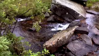 Nature is alive. Stream in the mountains.. Гірський струмок .