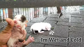 The Newborn Kittens Fell On The Roadside In The Rain and Was Full Of Puddles