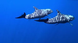 Diving Banda Sea, Indonesia 4K HDR, an epic trip on MY Adelaar