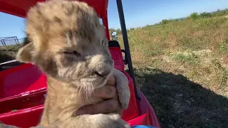 УНИКАЛЬНО ! Лев Марсель ПРИНИМАЕТ СВОЕГО ЛЬВЕНКА !