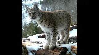 Gaupe/Lynx familiegrupper Norge