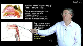 Дубынин В.А. - 100 часов школьной биологии - 1.8 Дыхание