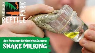 MILKING VENOMOUS SNAKES | AUSTRALIAN REPTILE PARK