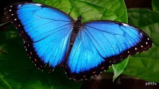Blue Morpho Butterfly Facts - Blue Morpho Butterfly Information  - Knowledge about Blue Morpho But