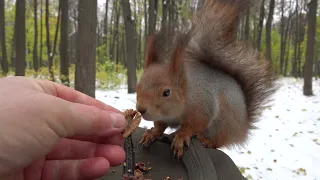 Ушастик на фоне снега / Ushastik on the background of snow