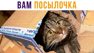 ВАМ ПОСЫЛОЧКА! Приколы с котами | Мемозг #452