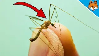 Mit DIESER Mückenfalle kannst du Mücken EINFACH loswerden 💥