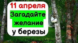 11 апреля загадайте одно сокровенное желание у березы