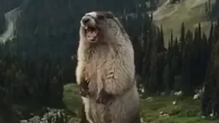 The secret life of Marmots