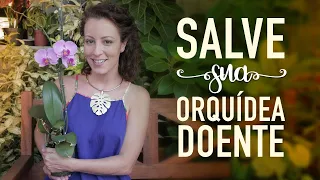 DICAS de OURO pra salvar suas ORQUÍDEAS