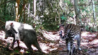 VOLTEI NA TRILHA DAS ONÇAS E OLHA QUE INCRIVEL, MATA CHEIA DE BICHOS E NEGÃO SUMIDO