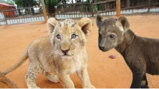 Cute Hyena Cubs and Lion Cubs Playing Together