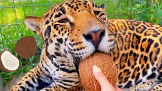 CAN BIG CATS CRACK A COCONUT?! LETS FIND OUT…