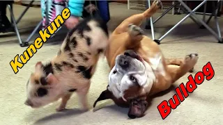 Mini Pig Baby vs Bulldog