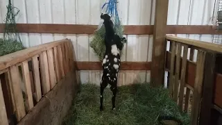 Goat with a hay net - don't ever do this