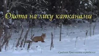 Охота на Лис капканами на приваде. Сезон 2020.