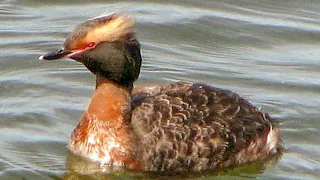 Horned grebe (Podiceps auritus) display and dance