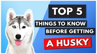 TOP 5 THINGS YOU NEED TO KNOW BEFORE GETTING A HUSKY