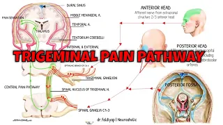 Trigeminal Pain Pathway | Trigeminothalamic Pathway | Trigeminal Nerve | Headache Mechanism