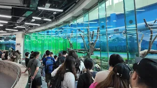 Exploring the Largest Zoo in Asia : Pandas, Lions, Giraffes, Exotic Birds & More in Taipei