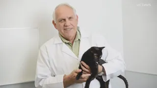 UC Davis professor who created cure for coronavirus in cats says drug should 'receive more attention