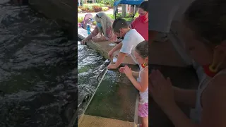 Feeding the Manta Rays @ Seaworld Orlando