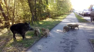 Польша. Дикие кабаны вышли просить поесть