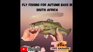 Bass on fly autumn 2021 #Flyfishing #Bass #Dullstroom #FFFSafaris