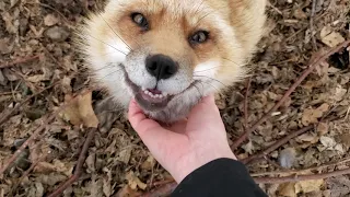 Finnegan Fox played me for a treat