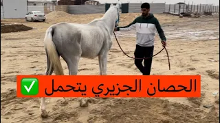 انقاذ حصان عربي من الهلاك 💔 معلومات اساسية في العناية بالخيل - النصري