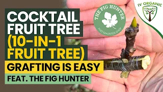 Cocktail Fruit Tree |  10-in-1 Fig Tree GRAFTING Lesson feat. @TheFigHunter