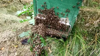 AM PRINS UN ROI IMENS🐝 ÎNTR-O GLĂDIȚĂ