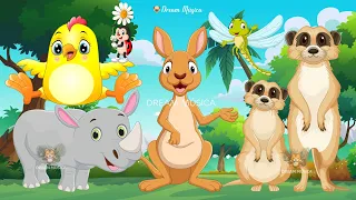 Happy animal moment: Rhino, Kangaroo, Meerkat, Chick, Dragonfly, Beetle - Animals sound