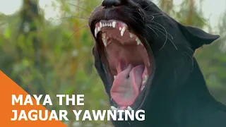 Maya the Jaguar Yawning