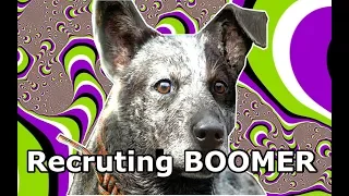 farcry 5 - recruiting Boomer the dog