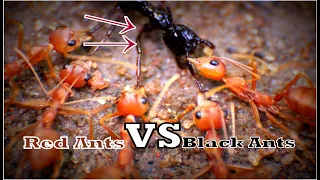 red ants VS black ants