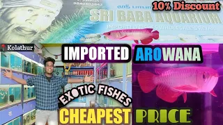 First Class Imported Arowana In Kolathur | Sri Baba Aquarium |Exotic Fishes|Cheapest Price| Mr FK 🌺