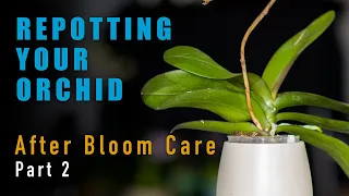 Repotting Your Orchid, How To Care For Your Phalaenopsis After The Bloom, Part 2,