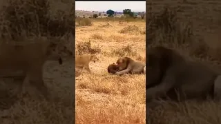 king lion vs cheetah baby #shorts