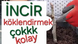 İNCİR nasıl köklendirilir? #incirağacı #tropikaltopraktv incir daldan köklendirme #dündaryıldız