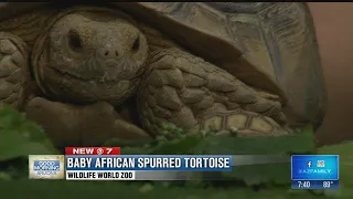 African Spurred Tortoises from Wildlife World Zoo