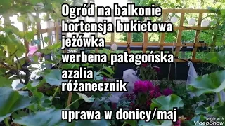 OGRÓD NA BALKONIE, hortensja, jeżówka, werbena patagońska, azalia, różanecznik UPRAWA W DONICY/MAJ