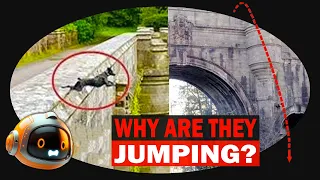 Unlocking Why 600+ Dogs Have Jumped To Their Death From Overtoun Bridge