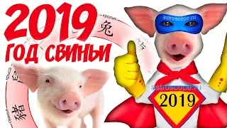 Год Свиньи 2019: китайский гороскоп на 2019 год Свиньи