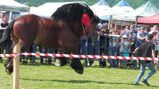 Parada cailor Gilău - Cluj 25 Mai 2024