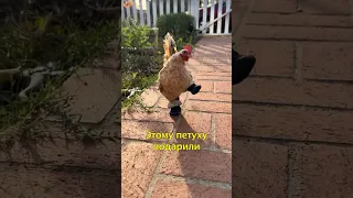 🐓Петух Ходит Только в Тапочках😍