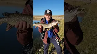 Alberta PIKE FISHING with Dad
