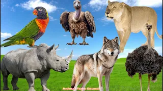 A Compilation of Amazing Animal Sounds and Videos: Ostrich, Wolf, Rhinoceros, Parrot, Lioness....